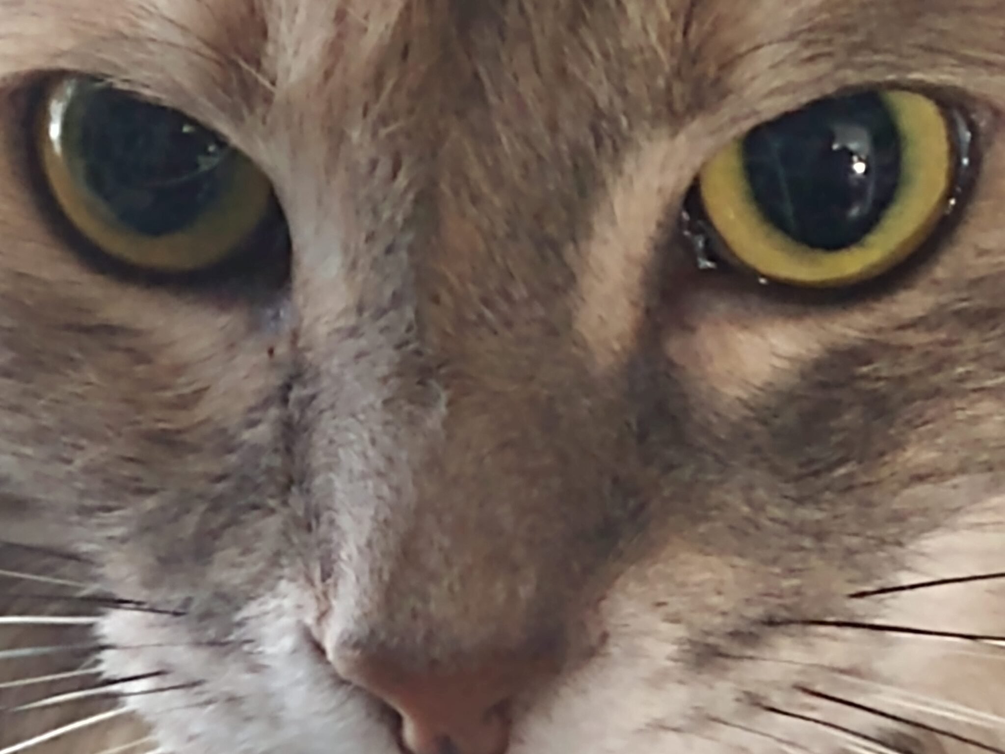 Cat Tax Day