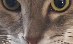 Featured image of post Cat Tax Day