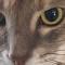 Cat Tax Day