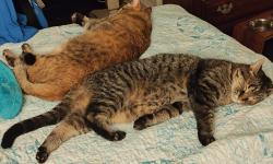 Featured image of post #Mayllennial - Pet Parenting