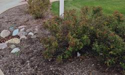 Featured image of post Peace Pole @ Preston Jackson Park