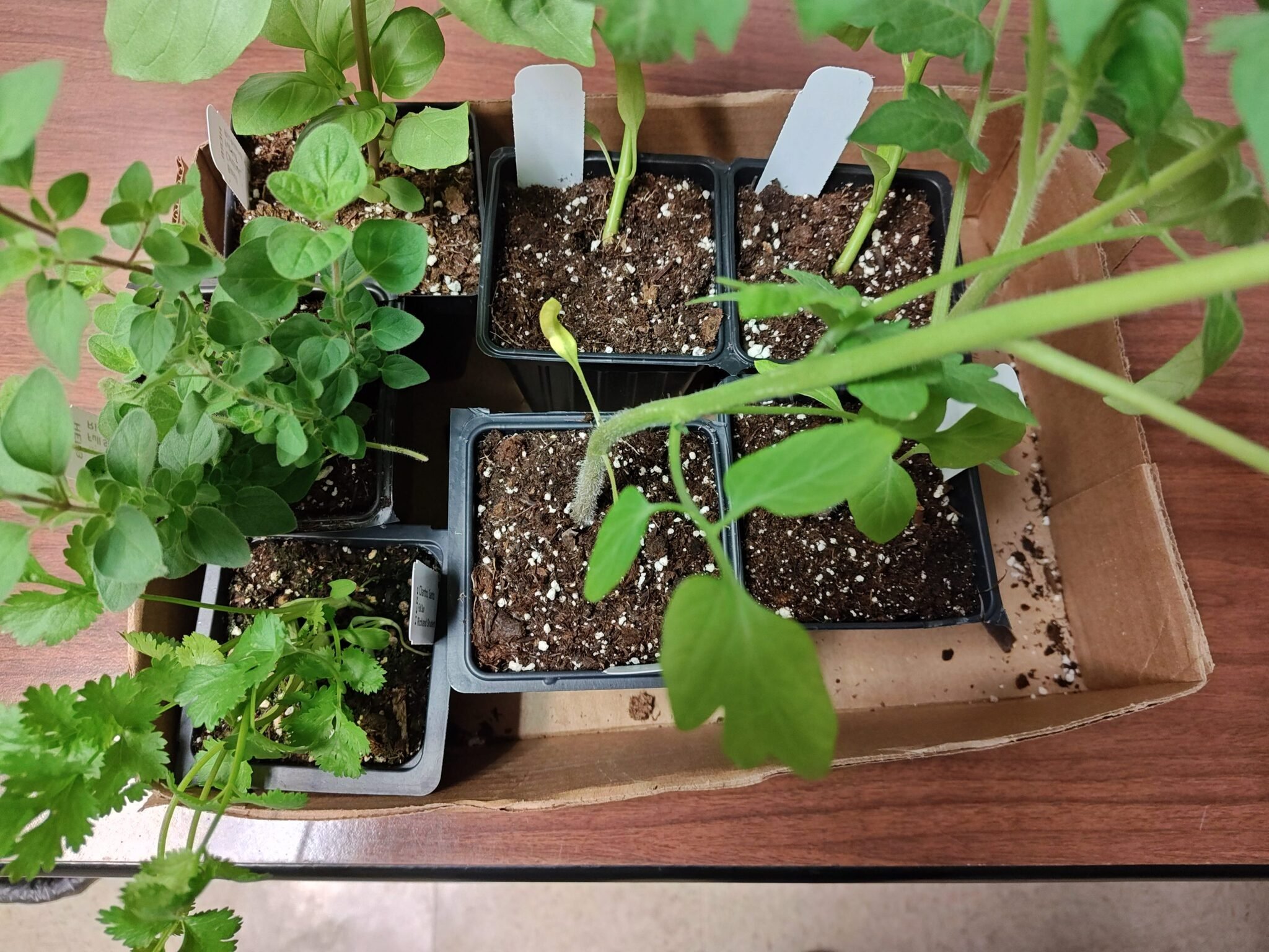This Year's Garden