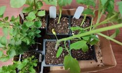 Featured image of post This Year's Garden