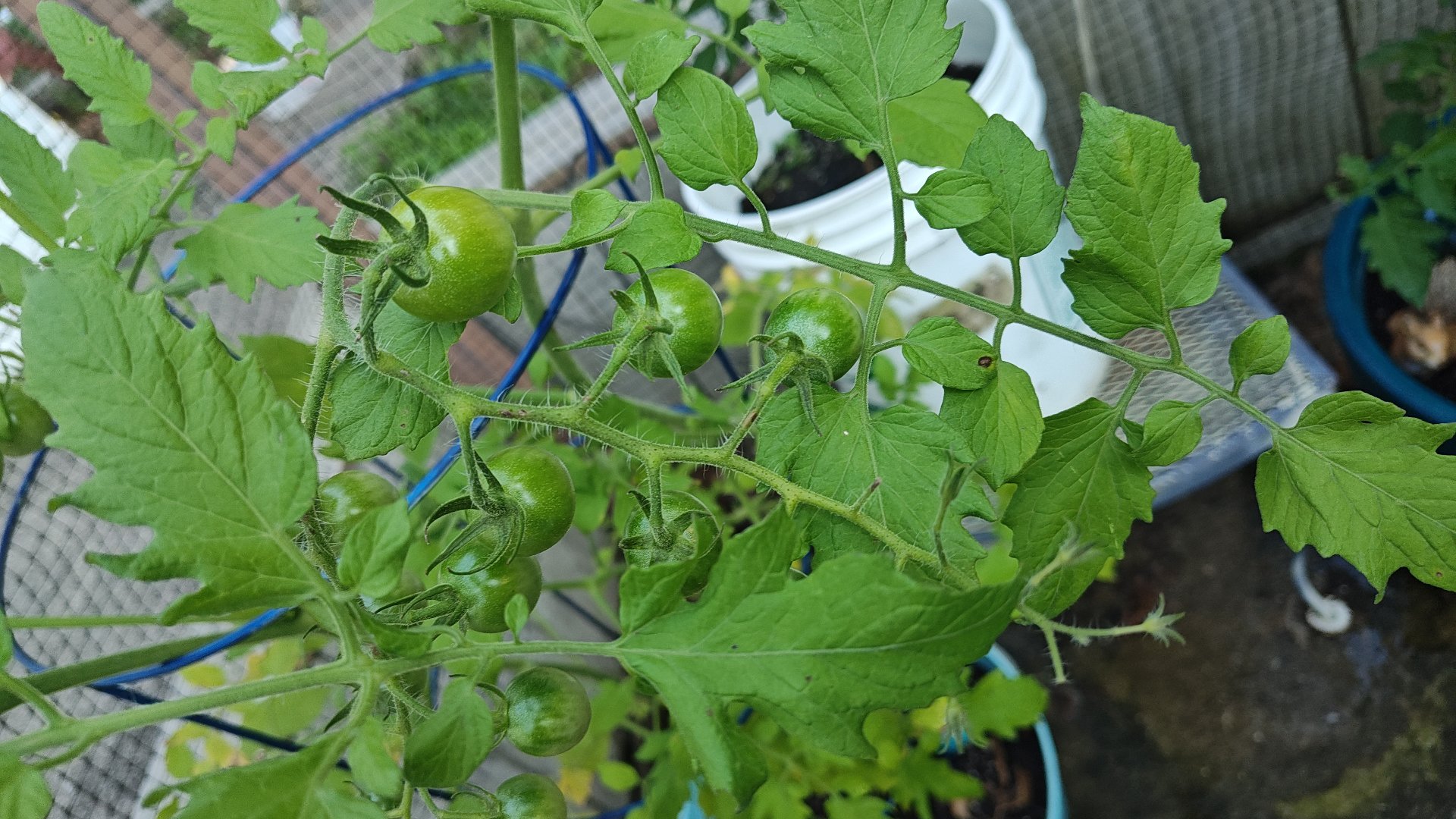 Some green tomatoes